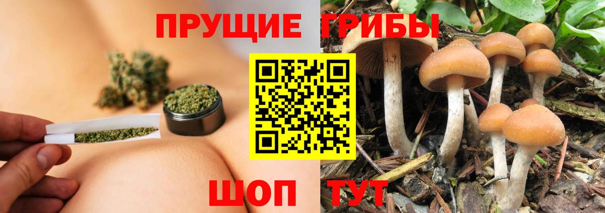 Псилоцибиновые грибы мухоморы Горно-Алтайск